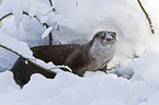 European otter