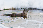 European otter