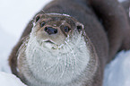 European otter