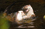 playing european otter