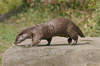 common otter