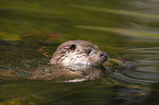 swimming common otter