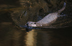 swimming common otter