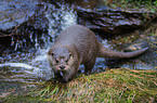 common otter