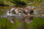 playing common otters