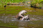 playing common otters