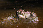 playing common otters