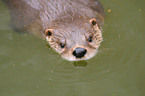 swimming common otter