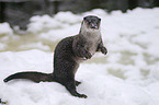 common otter