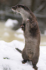 common otter