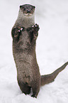 common otter