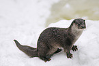 common otter