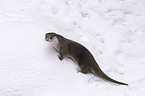 common otter