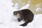 common otter