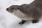 common otter