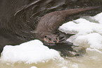swimming common otter
