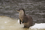 common otter