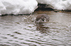 swimming common otter