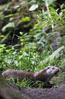 common otter