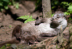 common otter