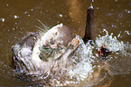 fighting common otter