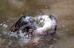 fighting common otter