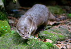 common otter