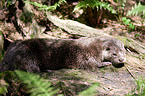 common otter