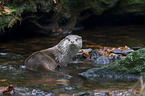 otter