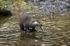 common otter