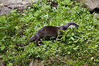 common otter