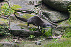 common otter