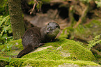 common otter