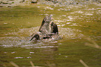 fighting common otters
