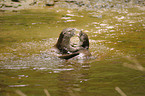 fighting common otters