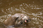 fighting common otter