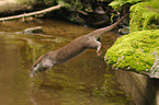 common otter