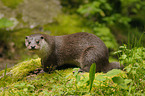 common otter