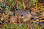 common otter