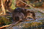 common otter