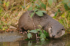 common otter