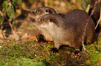 common otter