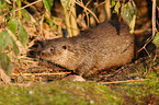 common otter