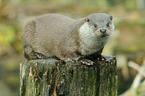 common otter