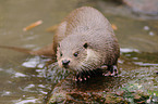 common otter