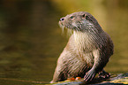 common otter