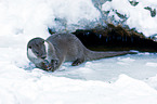 common otter