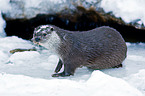 common otter