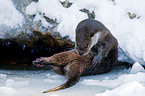 common otter