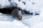 common otter